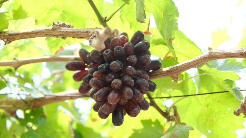 Nho Bailey được anh Tuân trồng thành công. Ảnh: Thanh niên