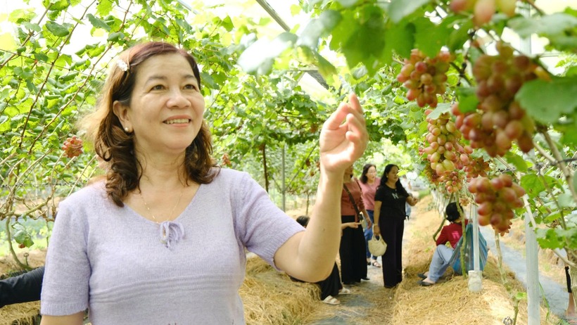 Du khách thích thú tạo dáng chụp ảnh với vườn nho sum suê trái. Ảnh: Thanh niên