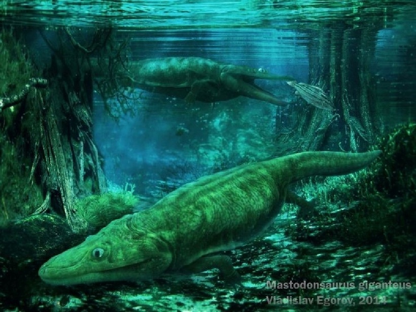 Đây là lưỡng cư khổng lồ lớn nhất từng tồn tại. Mastodonsaurus có thể dài tới 6 mét, nặng hơn 1 tấn – tương đương một con tê giác. Đầu chúng phẳng như cá sấu. Sọ dài gần 1,5 mét, giúp Mastodonsaurus ẩn mình sát mặt nước để phục kích con mồi. Hốc mắt lớn, hình bầu dục nằm ở giữa hộp sọ. Một trong những đặc điểm kỳ lạ nhất của nó là hai chiếc răng cửa lớn đâm xuyên qua hộp sọ, khiến Mastodonosaurus có vẻ ngoài "có sừng" hoặc "có ngà".