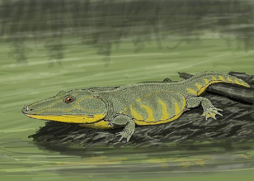 Thức ăn chính là cá và động vật nhỏ. Chúng săn mồi bằng cú đớp mạnh, nuốt chửng con mồi trong nháy mắt, theo Báo Tri thức và Cuộc sống.