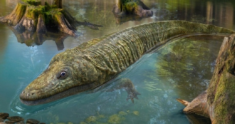 Hóa thạch Mastodonsaurus tìm thấy khắp châu Âu, đặc biệt phổ biến ở Đức, nơi từng là vùng đầm lầy cổ đại khổng lồ.