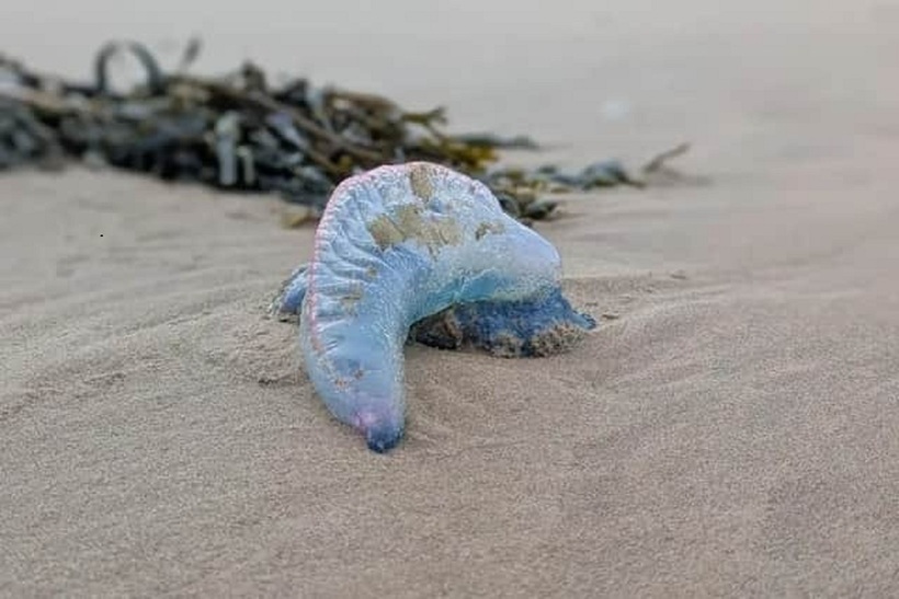 Phát hiện sinh vật có màu "xanh lạ", có khả năng gây hại cho con người, dạt vào bãi biển nổi tiếng. Ảnh: National World