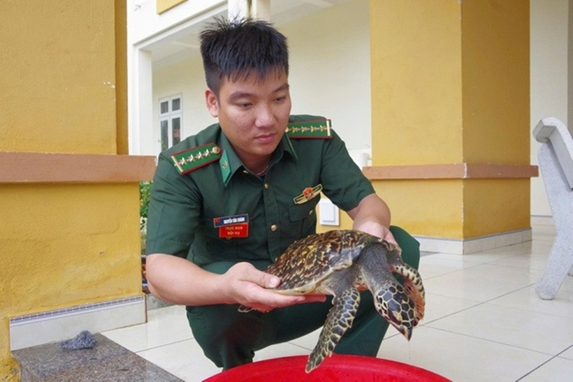Cá thể đồi mồi quý hiếm được lực lượng biên phòng tiếp nhận. (Ảnh: Thanh niên)