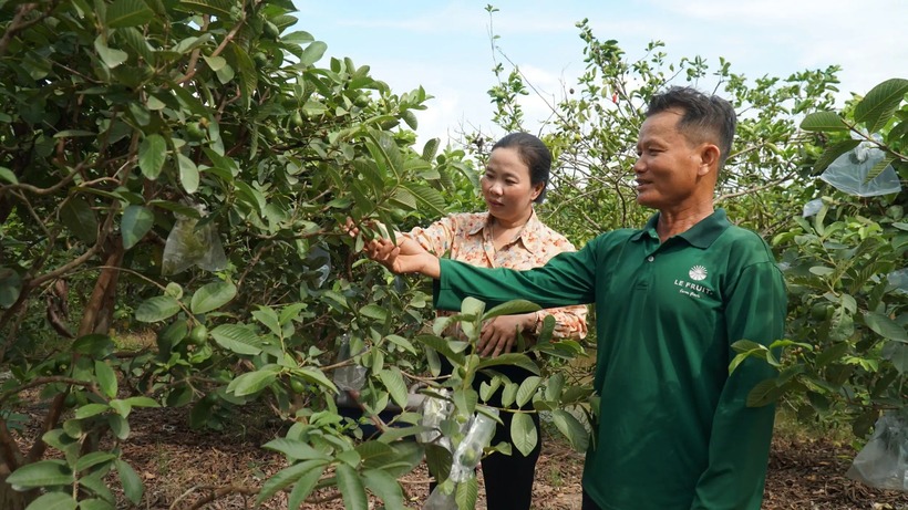 Ông Nguyễn Văn Bé trên vườn ổi ruột hồng của gia đình. Ảnh: Báo Cần Thơ