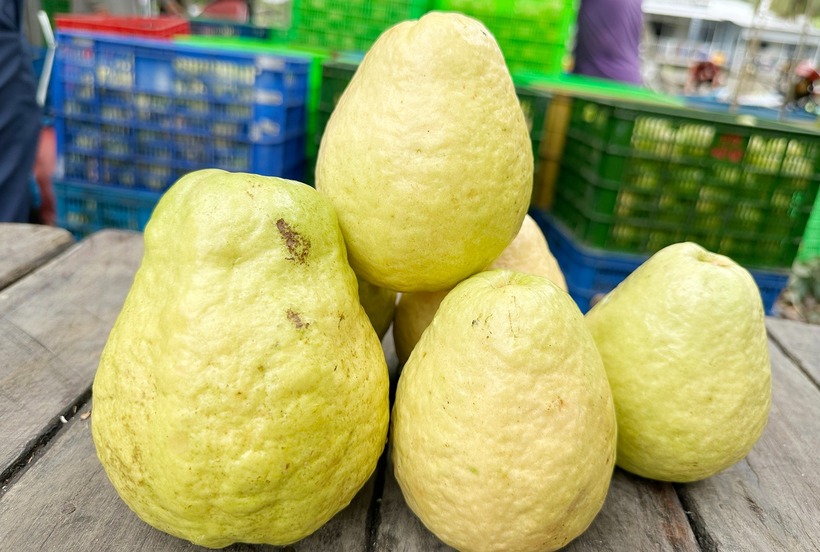 Giống ổi ruột hồng mà ông Bé trồng có trái to, vỏ vàng nhạt, ruột hồng, thơm. Ảnh: VietNamnet