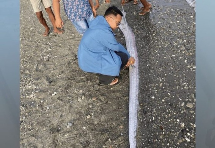 Con cá mái chèo khổng lồ. Ảnh: Người đưa tin.