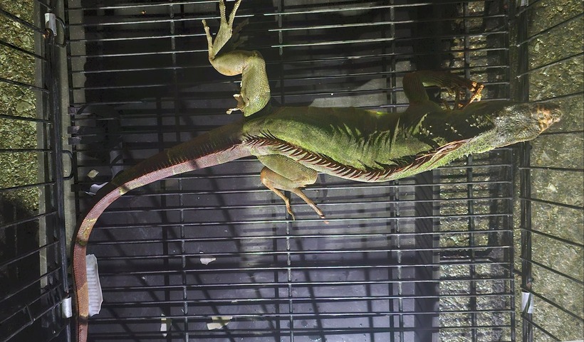 Rồng Nam Mỹ. (Ảnh: Báo Lâm Đồng)