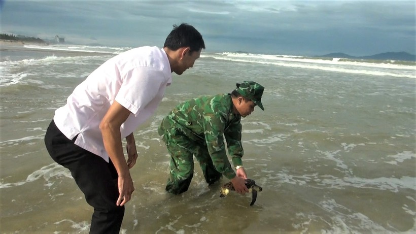 Xã Thăng An phối hợp Đồn Biên phòng Binh Minh thả cá thể đồi mồi về biển. (Ảnh: Báo Đà Nẵng)