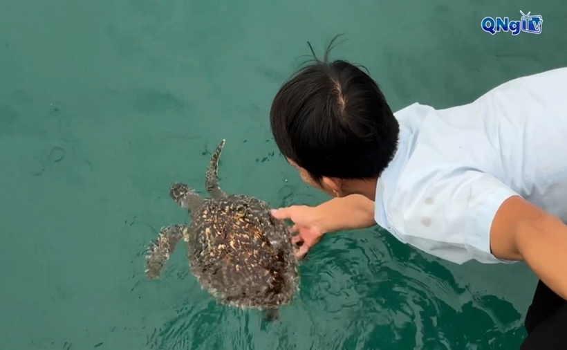 Thả đồi mồi biển quí hiếm về đại dương. (Ảnh: Quảng Ngãi)