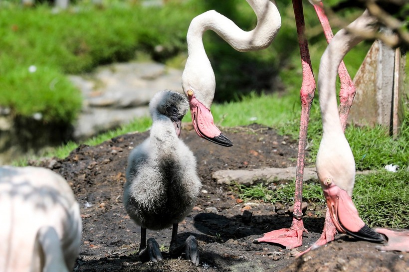 Vào đầu tháng 10, Thảo Cầm Viên ghi nhận một cá thể chim hồng hạc con nở trứng khỏe mạnh. (Ảnh: Tiền phong)