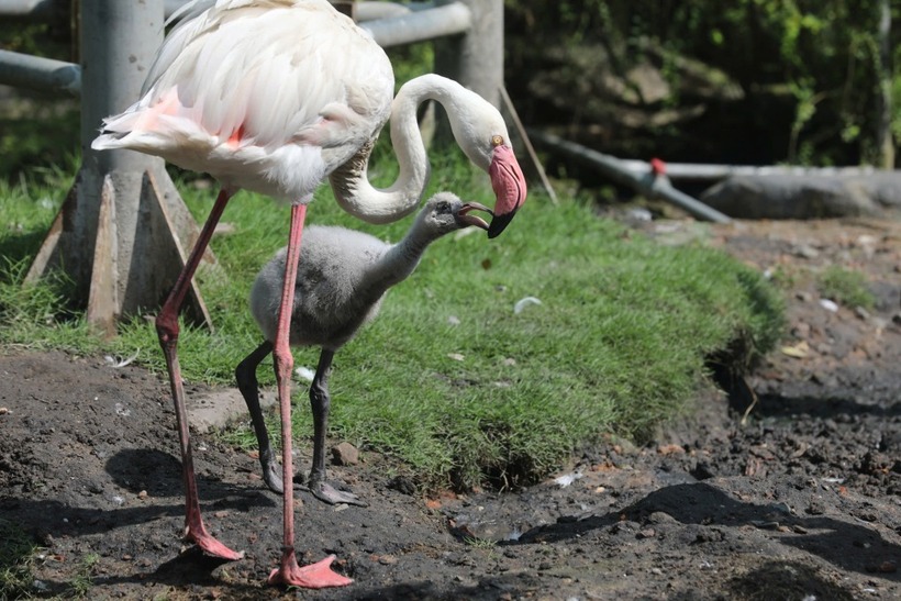Hồng hạc con được mẹ chăm sóc ở Thảo Cầm Viên. (Ảnh: VnExpress)