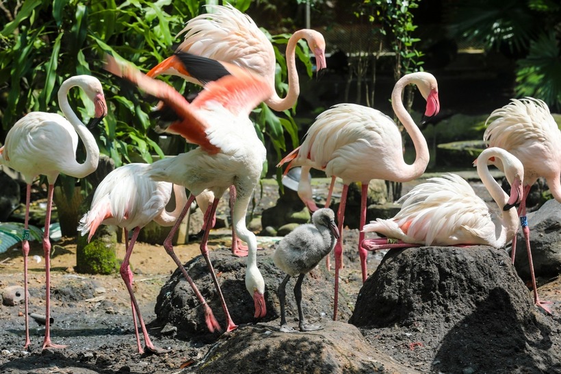 Đây là lần sinh sản thành công đầu tiên của loài hồng hạc tại Thảo Cầm Viên Sài Gòn kể từ khi đàn chim này được mang về từ nước ngoài. (Ảnh: Tiền phong)