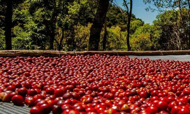 Hạt cà phê Geisha. Ảnh: VOH.