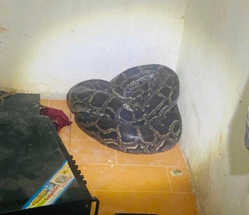 Trăn đất quý hiếm được phát hiện trong nhà dân. Ảnh: Lao động