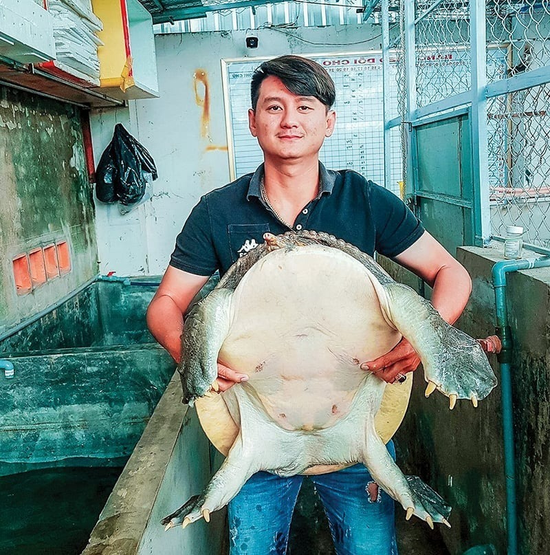 Một con cua đinh khổng lồ, kích thước lớn, trọng lượng lớn do anh Đặng Long Hồ nuôi thành công. Ảnh: Dân Việt