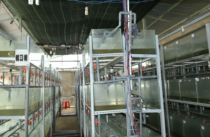 Hệ thống bể nuôi ở trang trại cua đinh. Ảnh: VnExpress