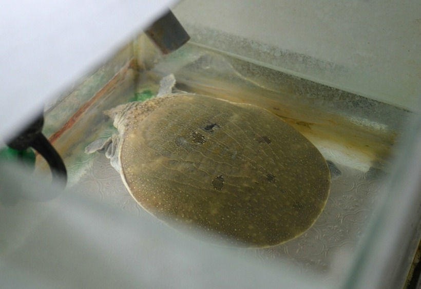 Cua đinh bên trong bể kính. Ảnh: VnExpress