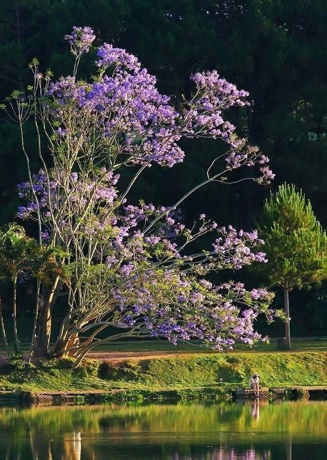 Cây phượng tím trước khi bị gió đổ gãy. Ảnh: Tiền phong