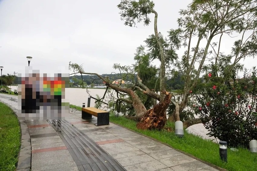 Cây phượng tím bên hồ Xuân Hương bị gió quật ngã. Ảnh: PLO