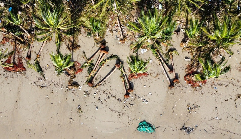 Hàng loạt cây dừa tại bãi biển Mân Thái, Thọ Quang, phường Sơn Trà đã bị sóng đánh bật gốc, gãy đổ.