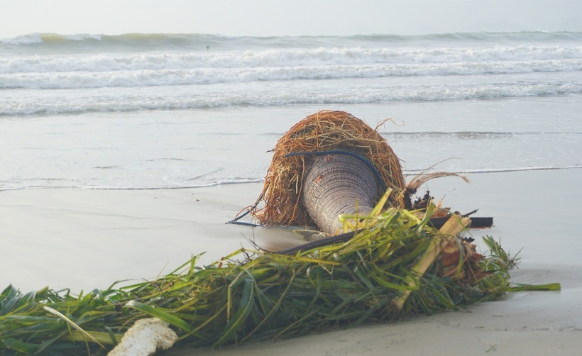 Cây bật trơ gốc, bị sóng đánh trôi ra biển.