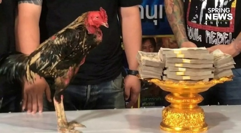 Con gà trọi được bán với giá 2,3 tỷ đồng. Ảnh: Người đưa tin.