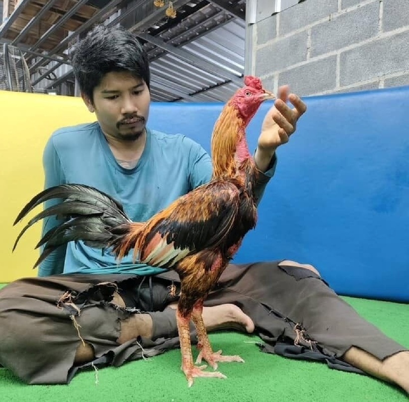 Con gà trọi ở Thái Lan được bán với giá kỷ lục 6,5 triệu baht (khoảng 5,2 tỷ đồng). Ảnh: Khaosod.