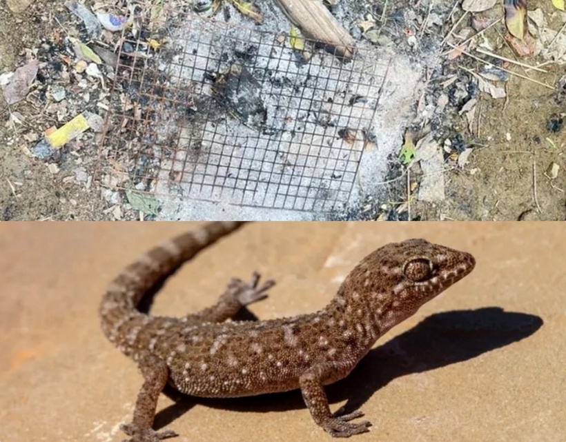 Người đàn ông tử vong sau khi ăn phải trứng thằn lằn nướng, gây ngộ độc thực phẩm dẫn đến tử vong. Ảnh: Saostar.