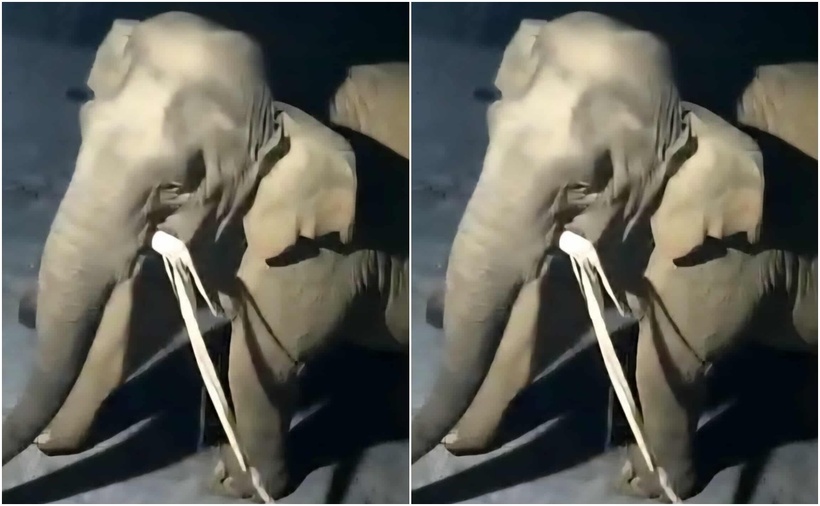 Hình ảnh con voi rừng trước đó xuất hiện ở xã Mường Chọng, tỉnh Nghệ An. (Ảnh cắt từ clip)