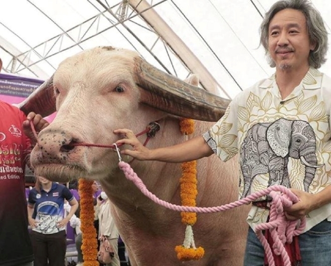 Con trâu có màu hiếm thấy, từng đạt giải ở nhiều cuộc thi đã được chủ một trang trại mua lại. Ảnh: Người đưa tin