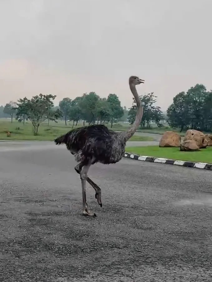 Đà điểu chạy vun vút trên đường khiến nhiều người kinh ngạc. Ảnh: SGGP.