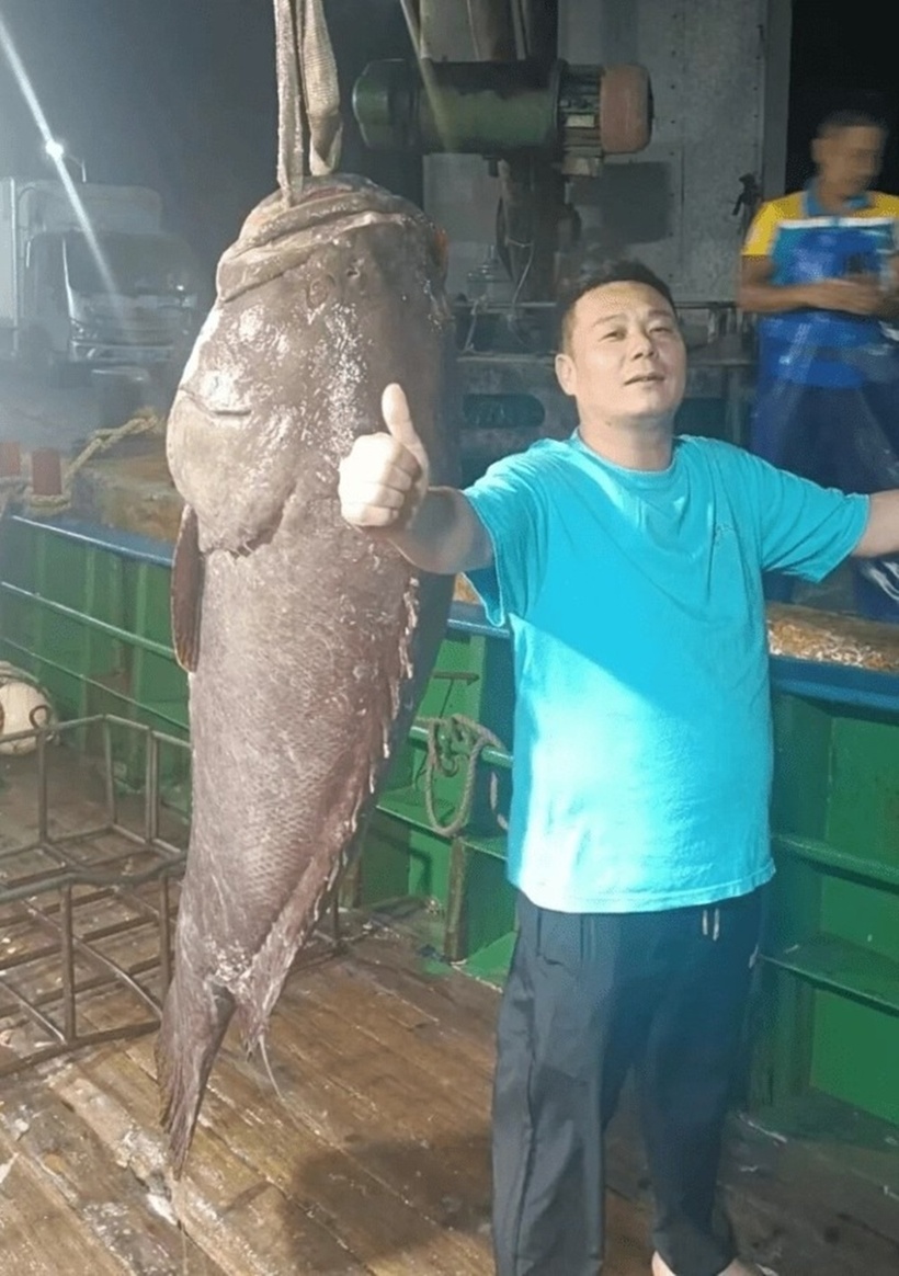 Con cá mú có chiều dài 1,8 mét và nặng tới 125 kg. Ảnh: Stheadline.