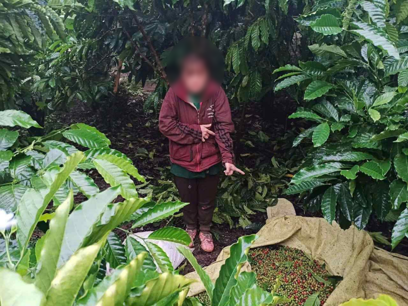 Phạm Thị Thanh Lương bị bắt quả tang khi đang hái trộm cà phê của người dân. Ảnh: Lao động