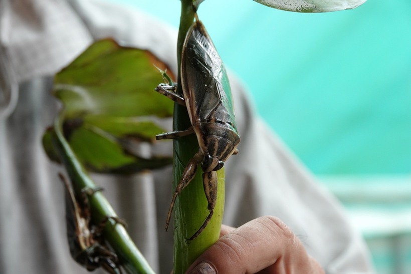 Cận cảnh con cà cuống. Ảnh: Tiền phong