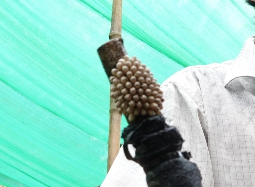 Tổ trăm trứng cà cuống được bán với giá khoảng 100.000 đồng. Ảnh: Thanh niên