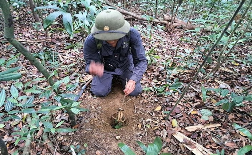 Những chiếc bẫy được ngụy trang công phu dưới đất đã được những người giữ rừng phát hiện.