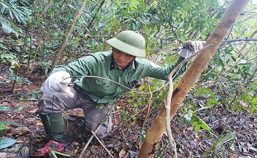 Bẫy dây phanh được giăng khắp tuyến rừng.