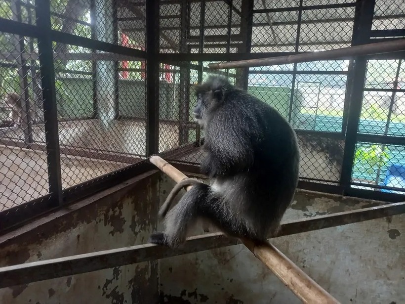 Voọc bạc Đông Dương người dân bàn giao cho kiểm lâm.