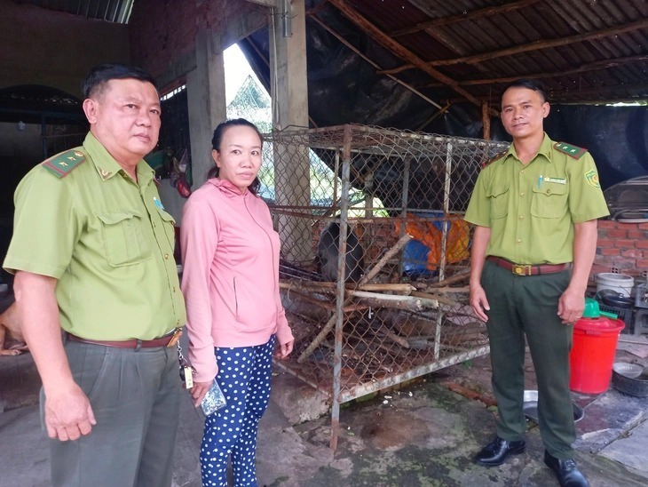 Kiểm lâm tiếp nhận voọc bạc Đông Dương do bà Nguyễn Thị Hồng Phượng (ngụ xã An Nhơn Tây) tự nguyện giao. (Ảnh: Tuổi trẻ)