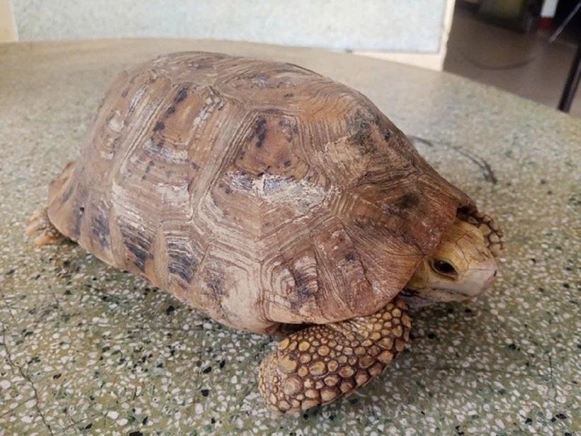 Rùa núi vàng là loài quý hiếm. Ảnh: Sức khỏe và Đời sống