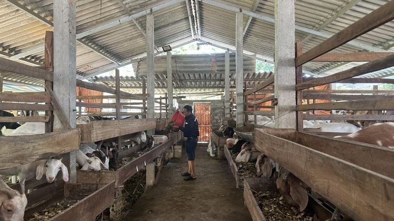 Năm 2018, anh Phúc bắt đầu nuôi dê, ban đầu, anh chỉ nuôi vài con để thử nghiệm. Ảnh: Doanh nghiệp & Kinh tế xanh