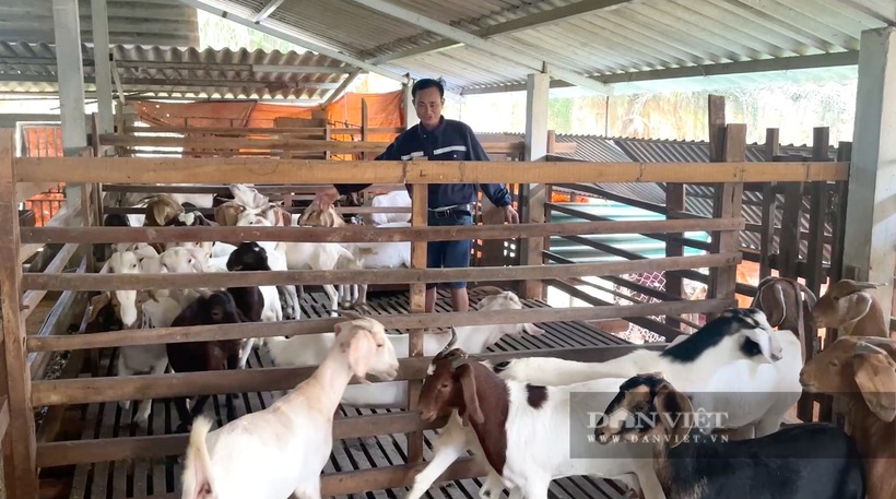 Mô hình nuôi dê Boer nhốt chuồng của anh Anh Võ Quang Phúc. Ảnh: Dân Việt