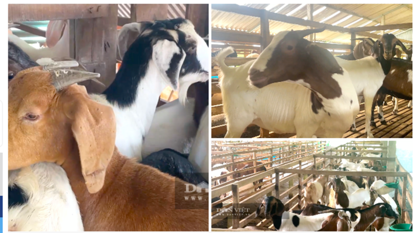 Nuôi dê Boer nhốt chuồng là giảm chi phí đầu tư, mang lại hiệu quả kinh tế cao. Ảnh: Dân Việt