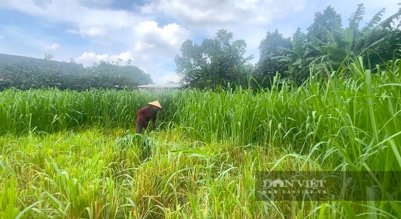 Cỏ voi là nguồn thức ăn phổ biến, hiệu quả cho dê nhốt chuồng. Ảnh: Dân Việt