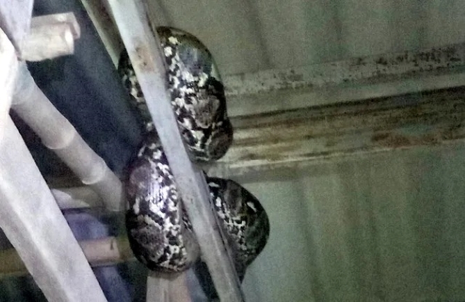 Con trăn khổng lồ bò vào nhà dân tránh lũ. Ảnh: Siamrath