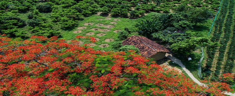 Dấu tích Thành Kho. NSNA Bùi Thuận