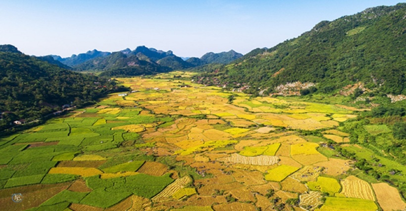 Cánh đồng Vạn Linh. NSNA Bùi Thuận