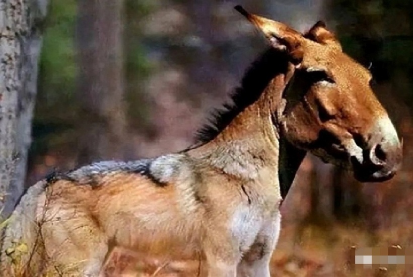 Sinh vật này sở hữu thân hình to lớn, vạm vỡ, nhưng đặc biệt hơn cả là phần đầu lại có những nét tương đồng với loài lừa. Ảnh: Saostar.