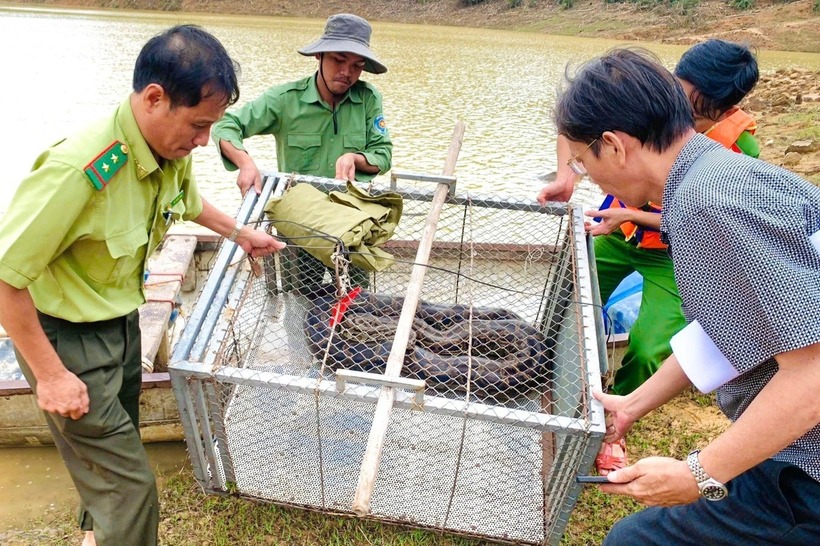 Lực lượng chức năng tiến hành thả một cá thể trăn đất về môi trường rừng tự nhiên. Ảnh: Báo Dân trí.