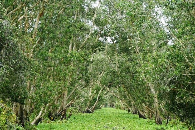 Rừng Trà Sư là một trong những khu rừng ngập nước tiêu biểu và đẹp nhất của miền Tây Nam Bộ. Ảnh: Lao động